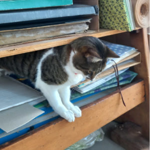 Gato sentado em um ateliê de arte com pastas de trabalho