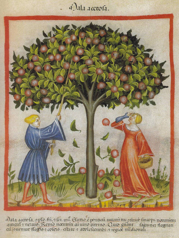 O Jardim Medieval: Entre o Sagrado e a Natureza