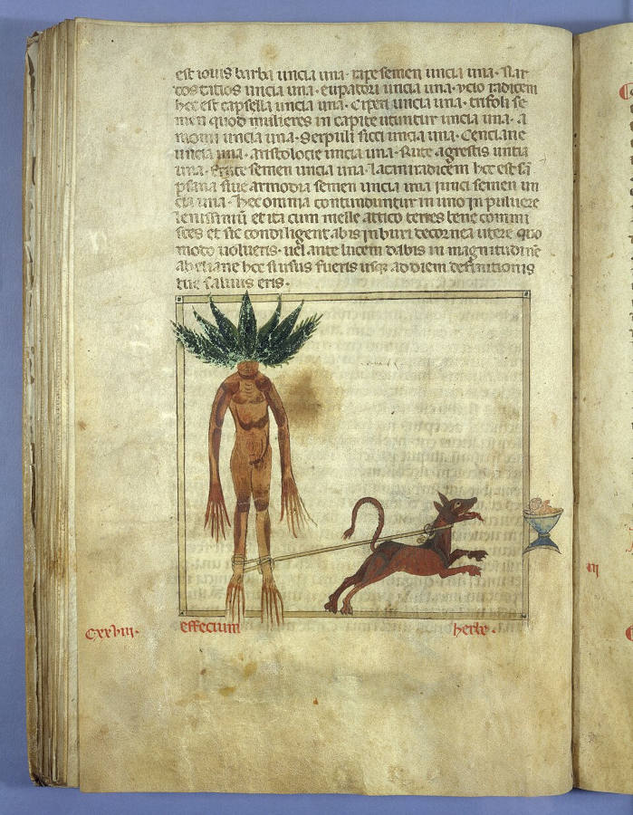 Herbario século 4 Pseudo-Apuleius Mandrágora puxada por um cão.