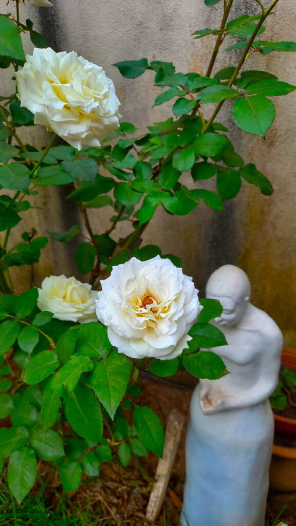 Jardim com roseira de rosas brancas e estátua branca. Laura Nehr Atelie